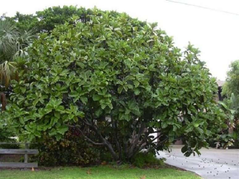 2. A ficus lyrata árvore pode atingir até 15 metros de altura. Fonte: Planta Sonya