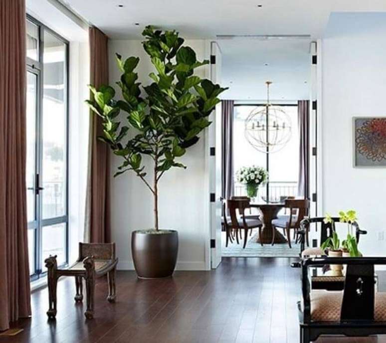 14. A ficus lyrata como cuidar aprecia uma boa luminosidade. Fonte: Pinterest