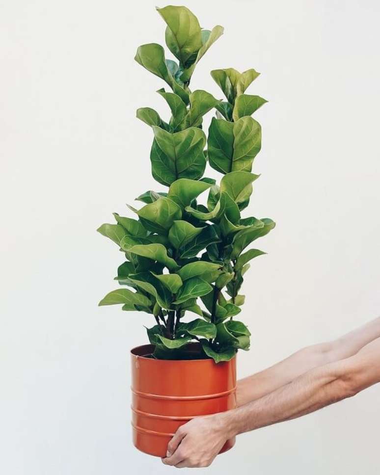 12. A planta ficus lyrata bambino é direcionada para cultivo em vaso. Fonte: Selvvva