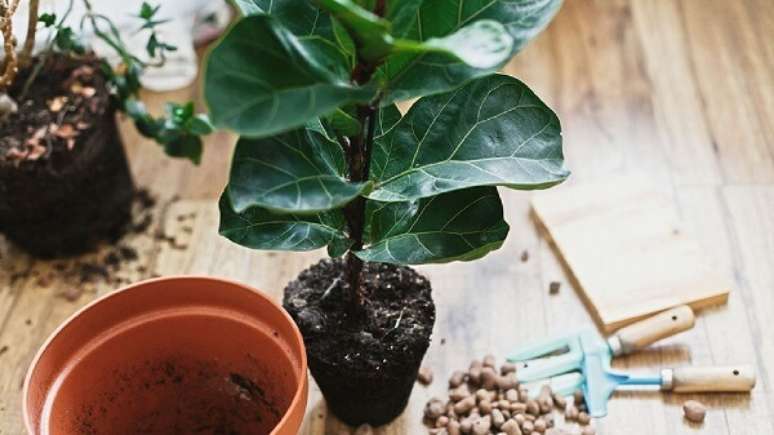 4. Aprenda como cultivar ficus lyrata vaso. Fonte: Pinterest