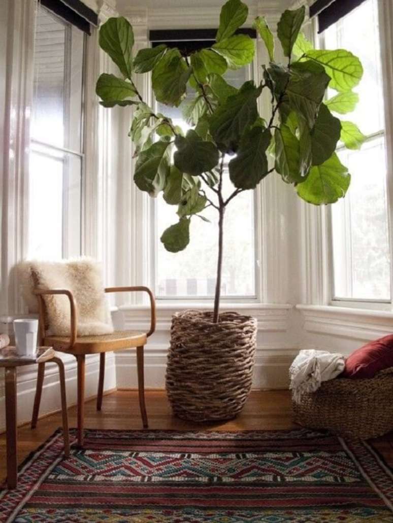 9. É preciso estar atento quanto as podas da planta ficus lyrata. Fonte: Pinterest