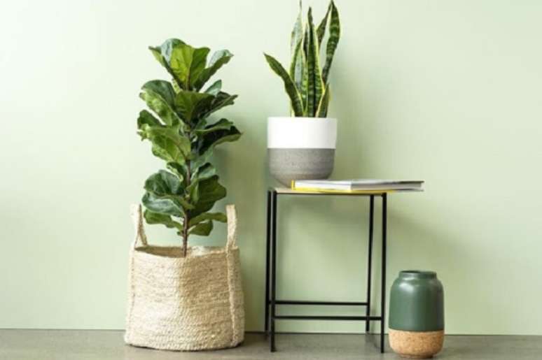 30. Ficus lyrata e Espada de São Jorge decoram o ambiente. Fonte: Pinterest