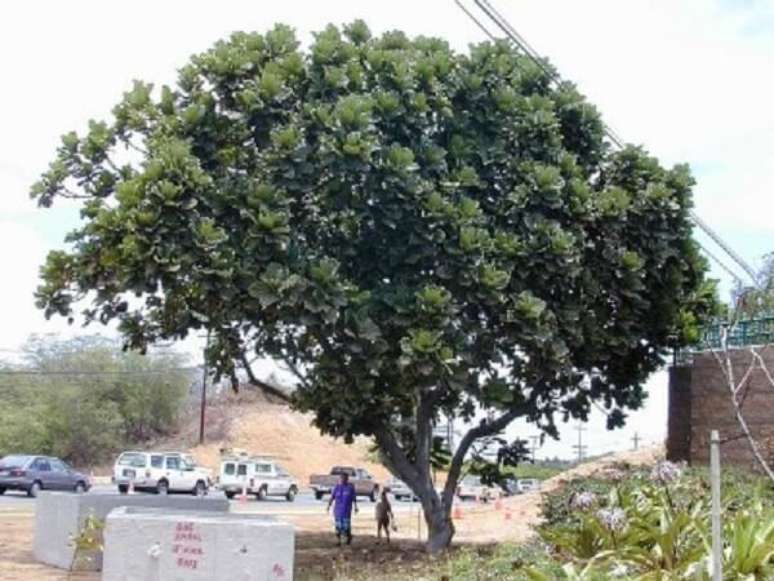 15. Ficus lyrata grande cultivada em área externa. Fonte: Viajando no Apê