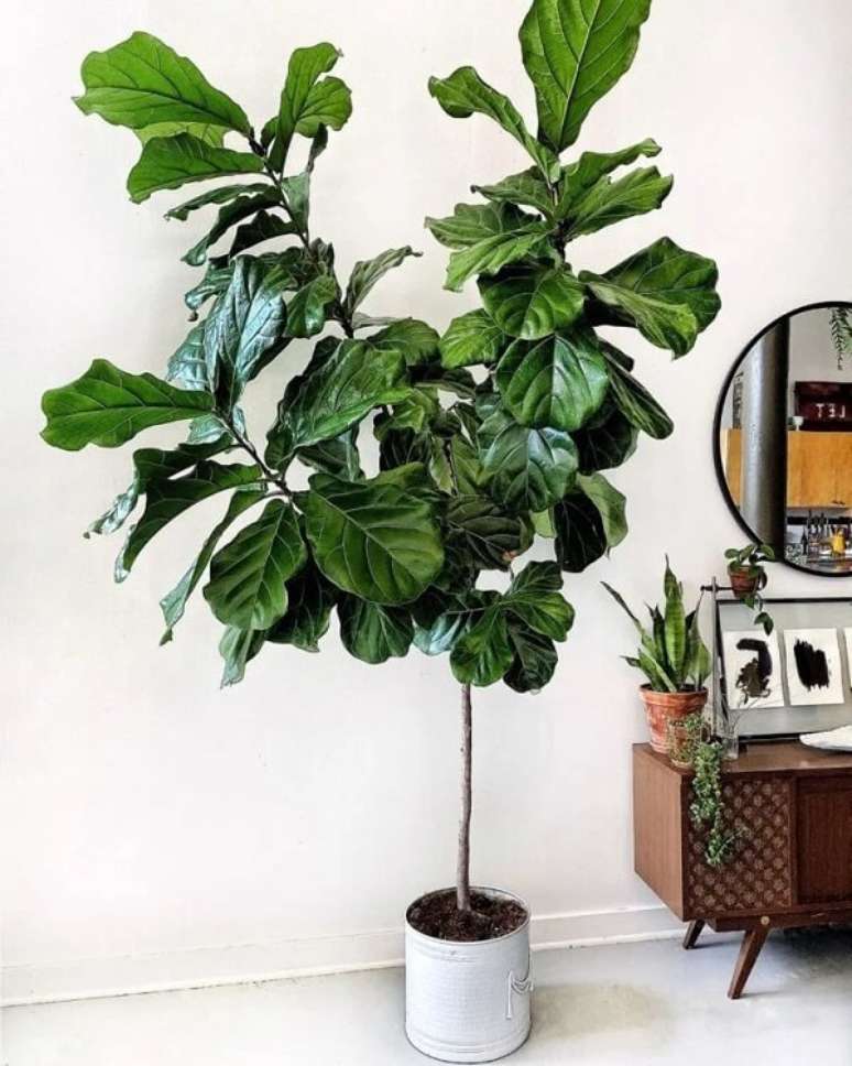 19. Reserve um cantinho especial para cultivar sua Ficus Lyrata. Fonte: Pinterest
