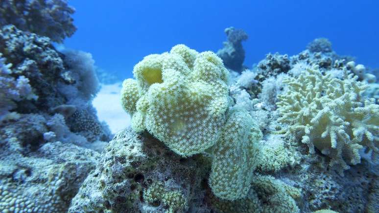 Os v&iacute;rus contribuem para manter o equil&iacute;brio dos ecossistemas