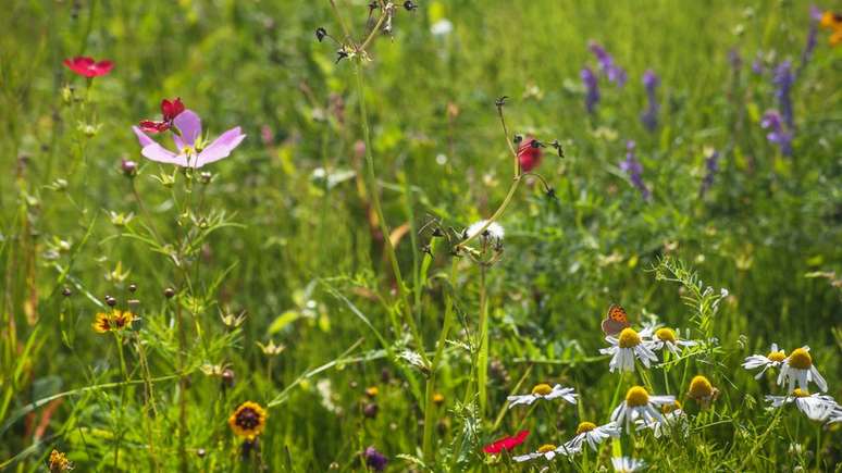 Devemos agradecer aos v&iacute;rus pela biodiversidade do planeta