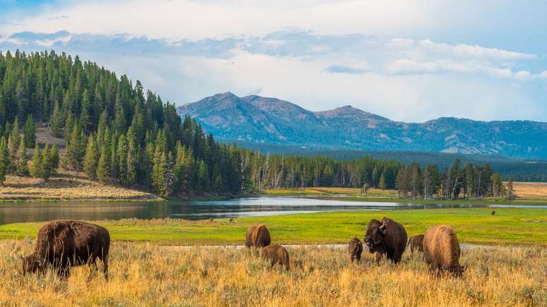Os vírus permitem que o pasto que cresce no Parque Nacional Yellowstone possa aguentar altas temperaturas geotermais