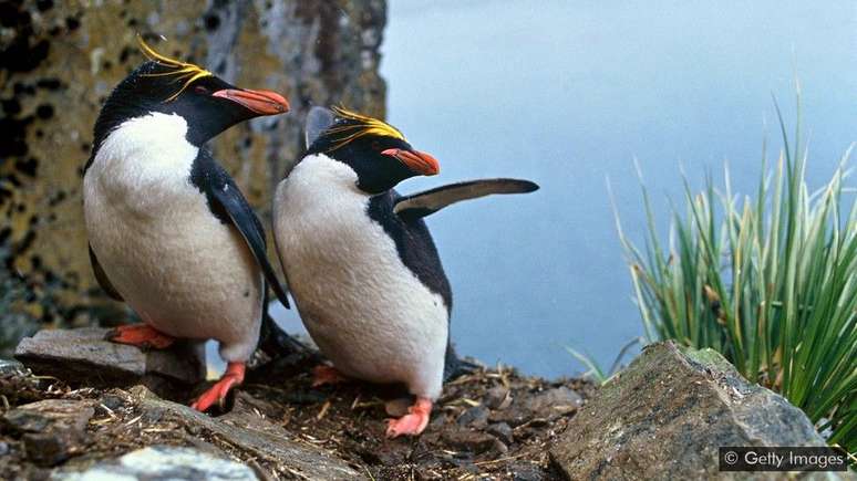 É muito comum ver casais de pinguins do mesmo sexo