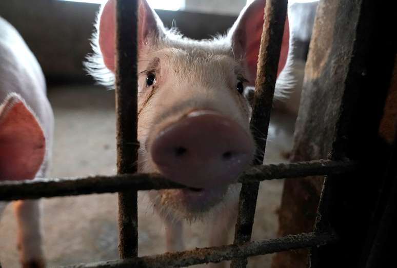 Porco em chiqueiro na província de Henan, na China
13/01/2020 REUTERS/Jason Lee