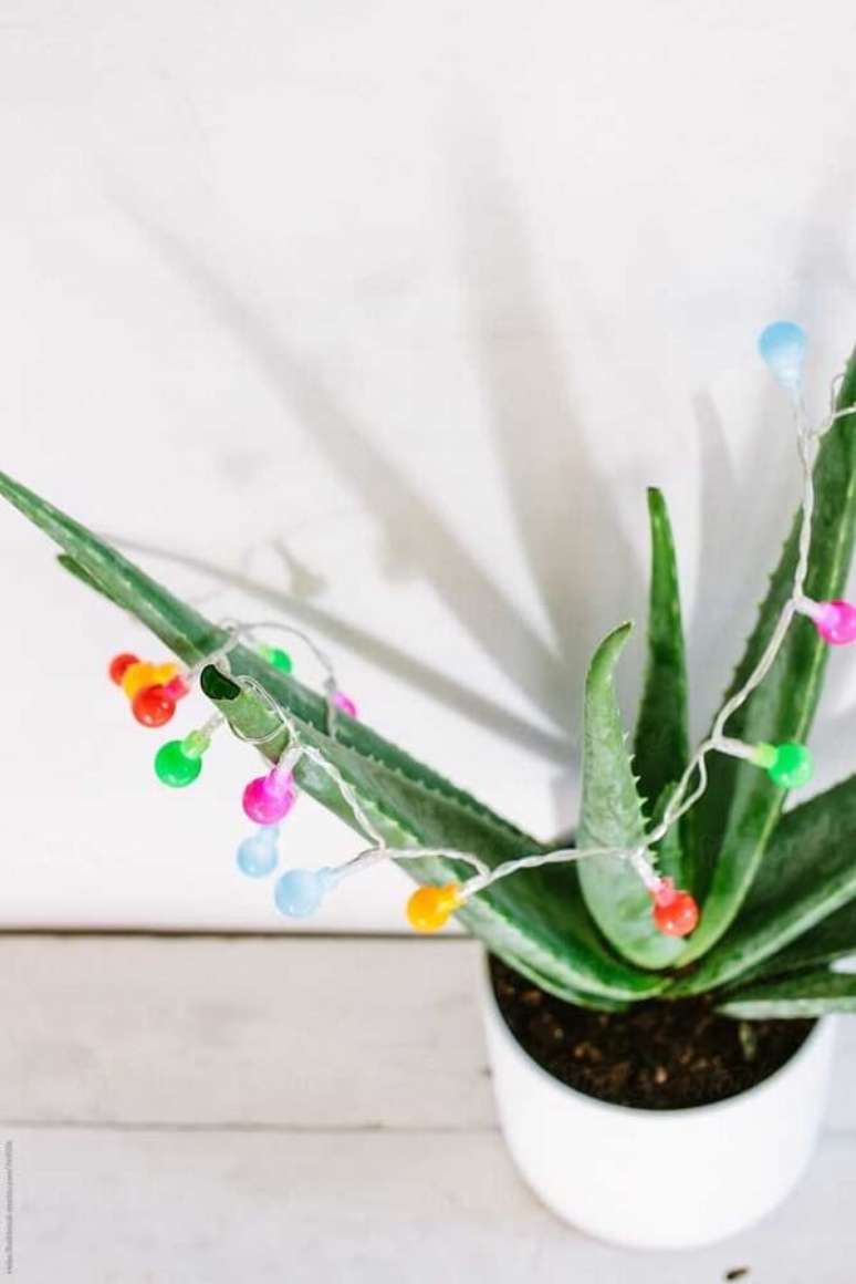 30. Aprenda como plantar babosa em vaso e decore sua folhas durante as épocas natalinas. Fonte: Pinterest