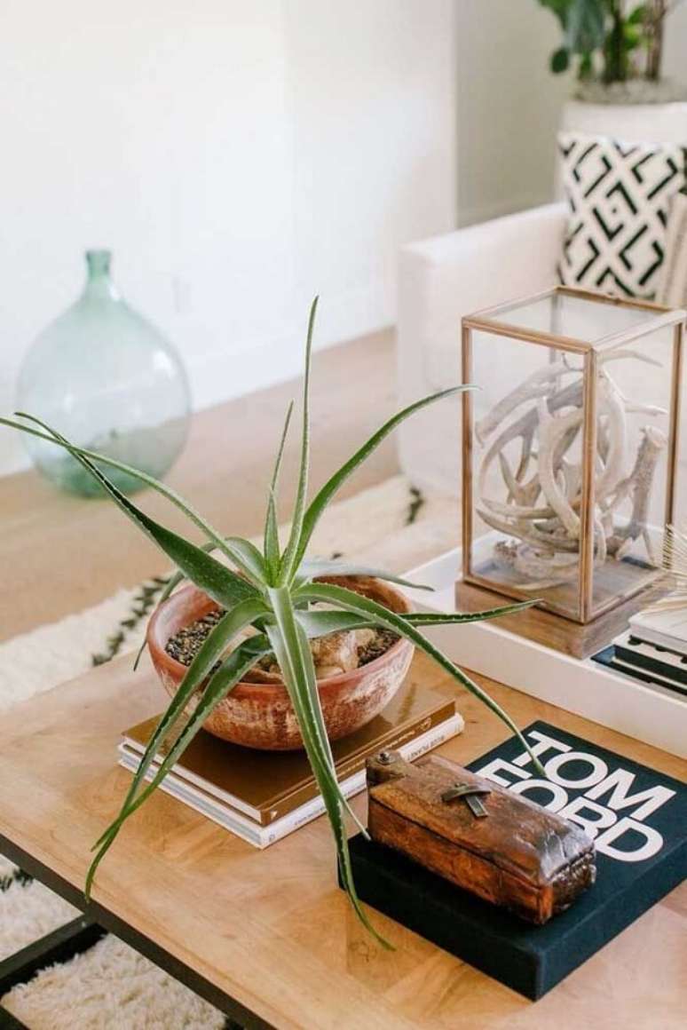 1. Decore a mesa de centro da sala de estar com vaso de babosa. Fonte: Pinterest