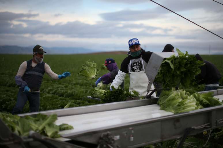 Trabalhadores migrantes durante colheita de vegetais em King City, Califórnia (EUA) 
17/04/2017
REUTERS/Lucy Nicholson