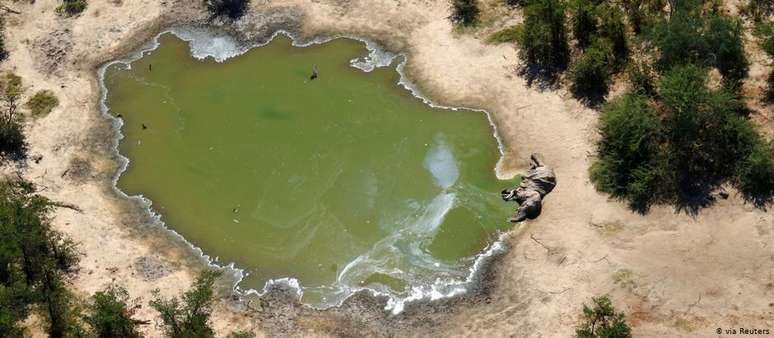 Centenas de elefantes mortos forma encontrados no delta do Okavango, em Botsuana