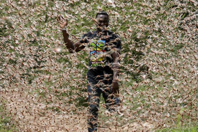 Gafanhotos da espécie Schistocerca cancellata passaram por um processo natural no qual deixam de ser solitários e passam a viver juntos. Em maio e junho, consumiram plantações no Paraguai e na Argentina. Agora, há expectativa de que eles possam voar para o Brasil ou o Uruguai.