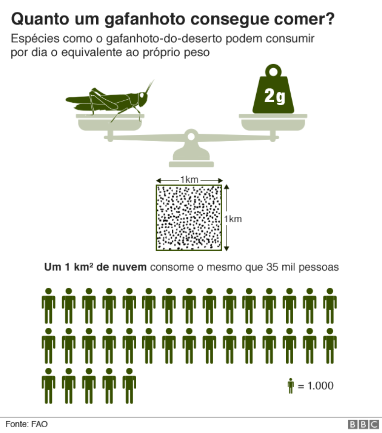 gráfico sobre capacidade de consumo de uma nuvem de gafanhotos