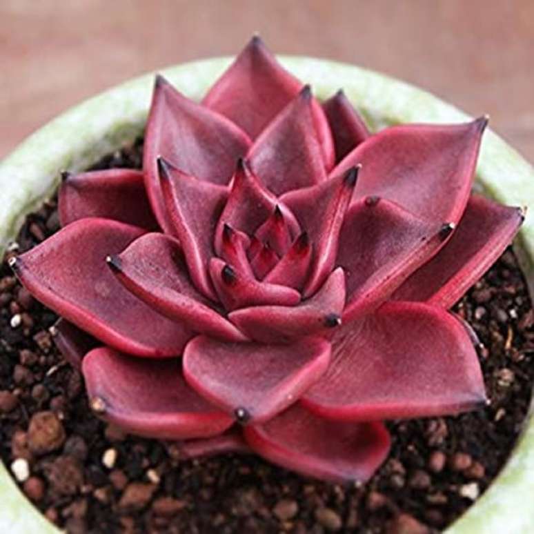 25. Jardim com echeveria – Via: Pinterest