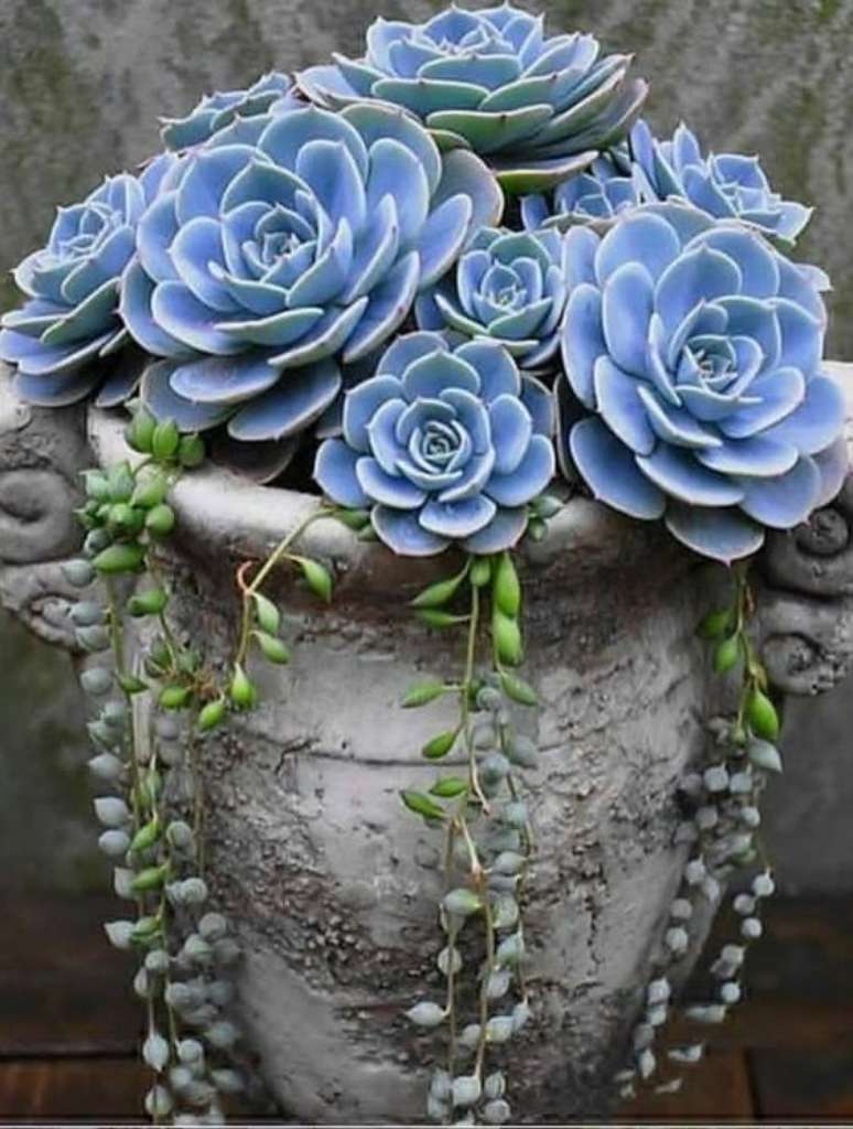 21. Jardim com echeveria na coloração azul – Via: Pinterest