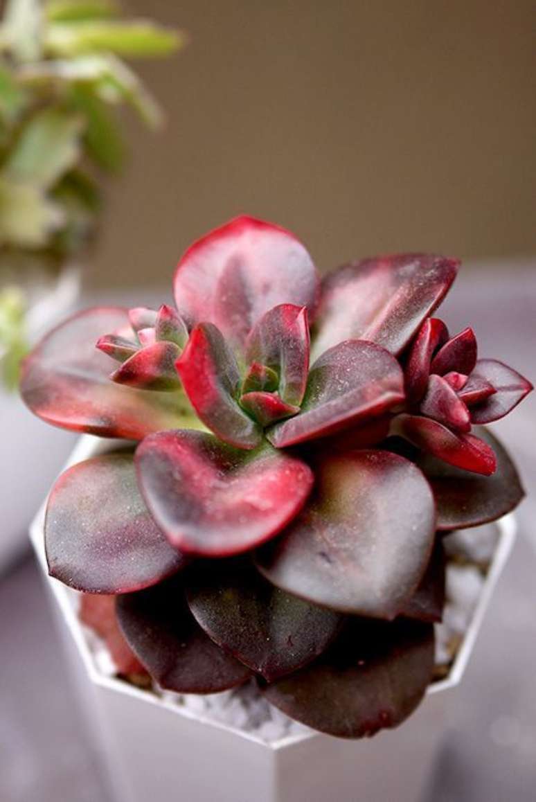 22. Vaso pequeno decorativo com echeveria – Via: Pinterest