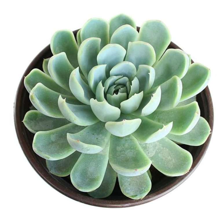 20. Jardim com vaso de echeveria – Via: Pinterest