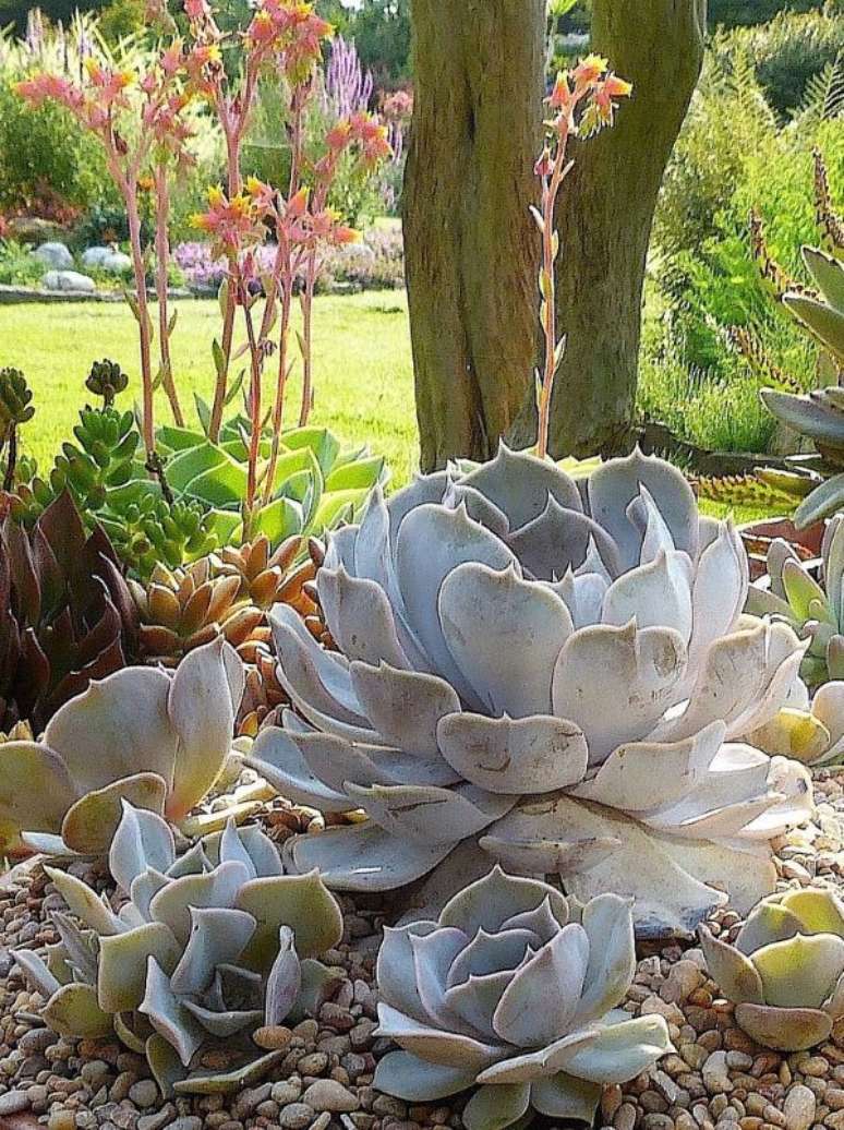 17. Echeveria no jardim – Via: Pinterest