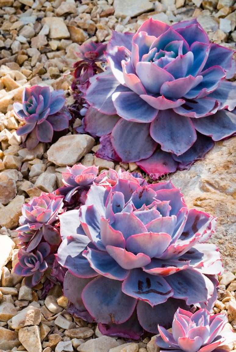 13. Aprenda tudo sobre flor rosa de pedra, echeveria – Via: Pinterest