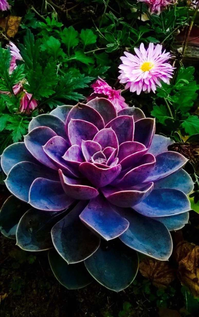 9. Flor echeveria roxa – Via: Pinterest