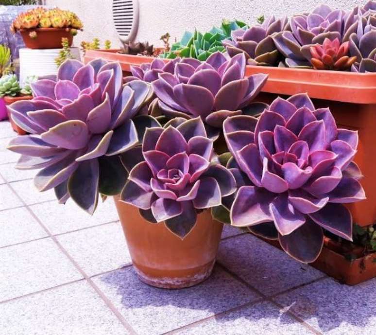 27. Vaso de echeveria na coloração roxa – via: Pinterest