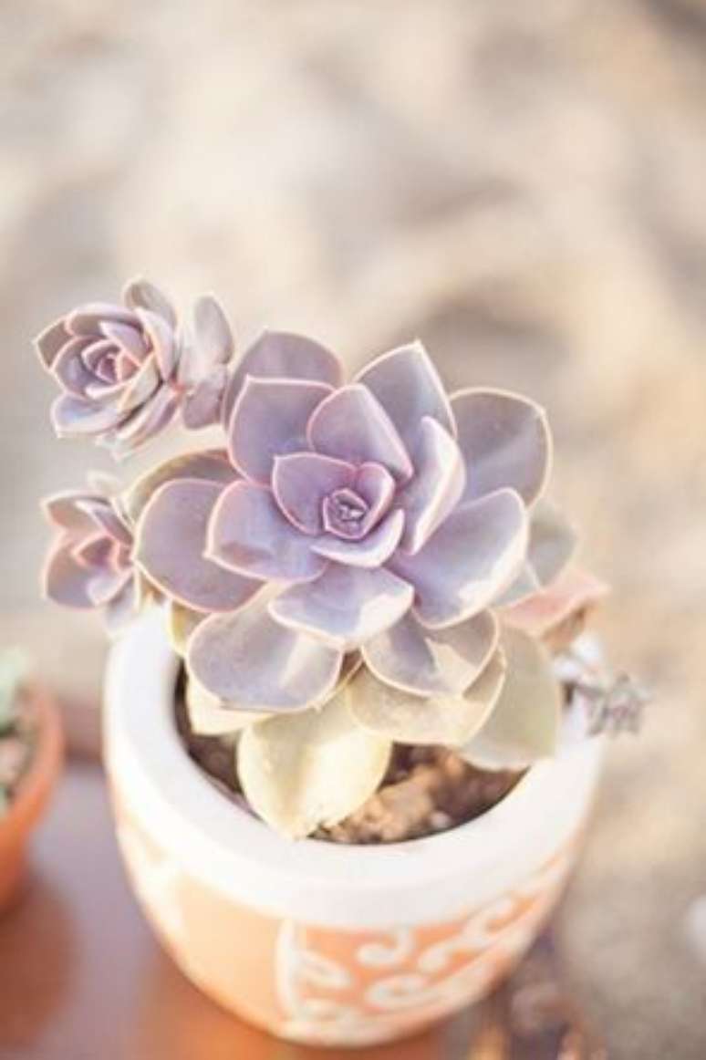 28. Vaso de echeveria lilás – Via: Pinterest