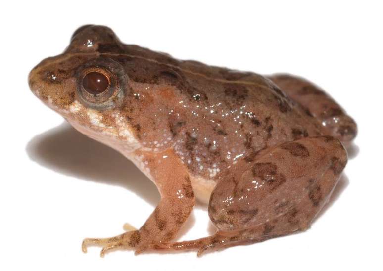 Pseudopaludicola coracoralinae é batizado em homenagem à poetisa goiana Cora Coralina