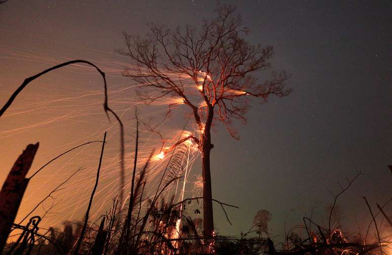 Árvore em chamas durante queimada na Amazônia
15/09/2019
REUTERS/Ricardo Moraes