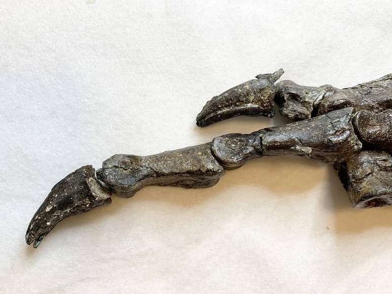 Detalhe do fóssil encontrado na região da Bacia do Araripe.