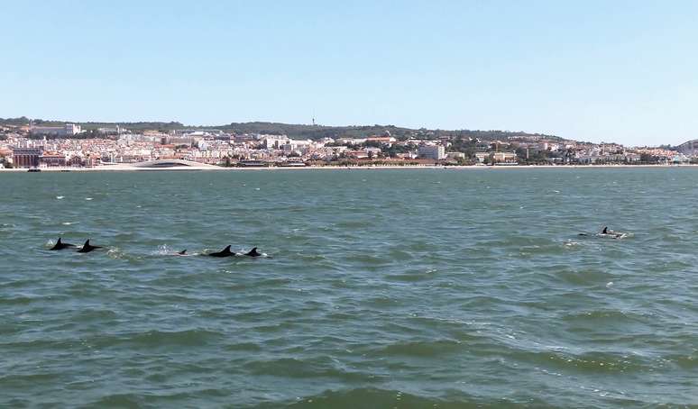 Golfinhos nadam no Rio Tejo, em Lisboa
03/07/2020 Cortesia da C&acirc;mara Municipal de Lisboa via REUTERS