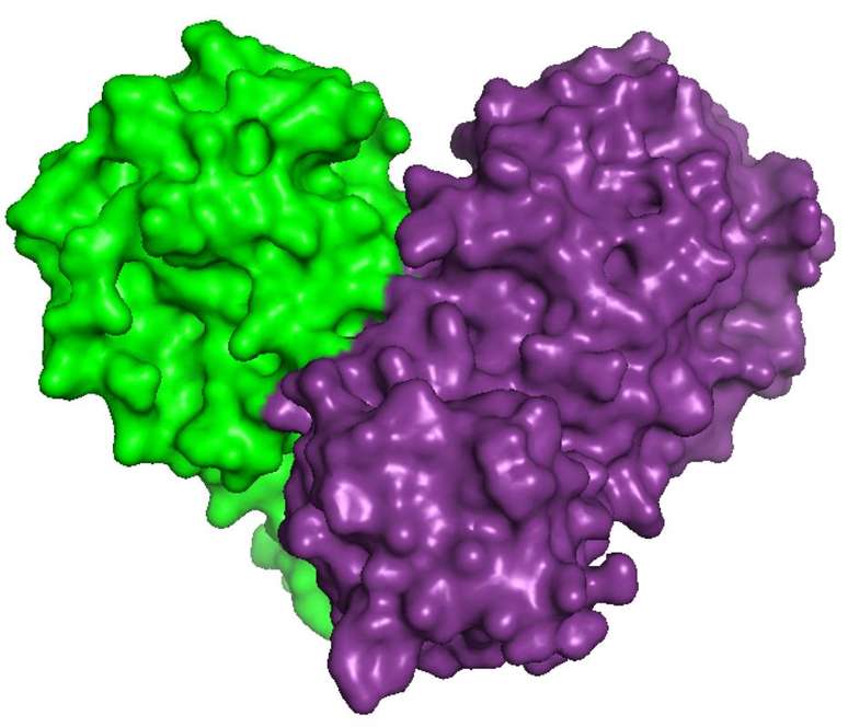 Superfície da estrutura da proteína 3CL de Sars-Cov-2 obtida no Sirius, acelerador de partículas brasileiro.