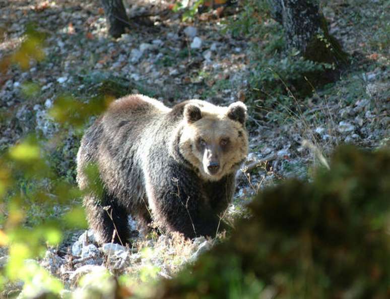 Urso em bosque no norte da Itália, em foto de arquivo