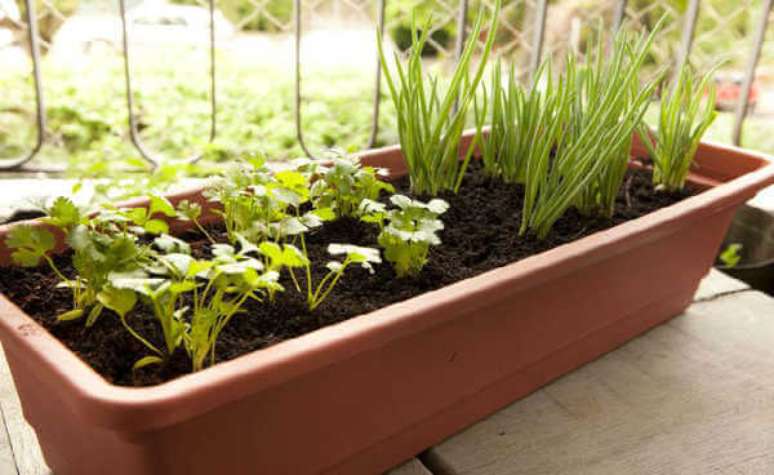 20. Canteiro com sementes de plantas para ter uma horta em casa – Via: Pinterest