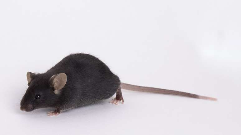 Ratos de laboratório 'comuns' não são infectados pelo novo coronavírus - por isso as pesquisas usam animais geneticamente modificados
