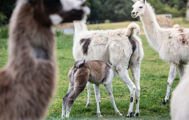 Lhamas e alpacas têm anticorpos evoluídos que cientistas 'redesenharam' no laboratório