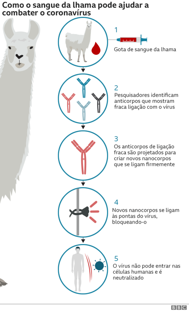 Infográfico sobre tratamento com sangue da lhama