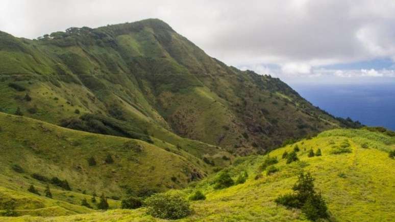 A Montanha Verde é um ecossistema criado pelo homem, onde espécies introduzidas e plantas nativas evoluíram juntas