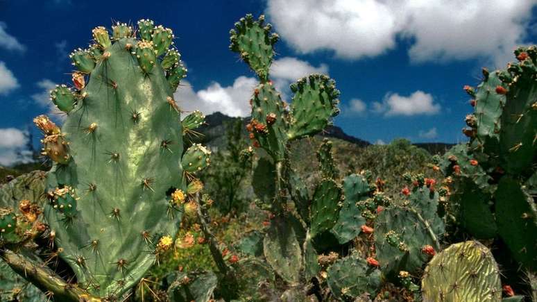 Os cactos acrescentam cor à paisagem árida da ilha