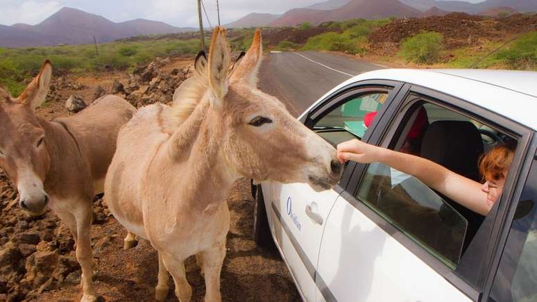 Os burros foram introduzidos na Ilha da Ascensão no início do século 19 e agora vagam pelas montanhas