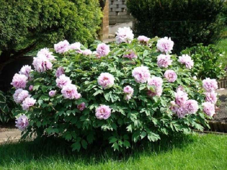 15. Cultive lindas Pe&ocirc;nias no seu jardim. Fonte: Planta Sonya