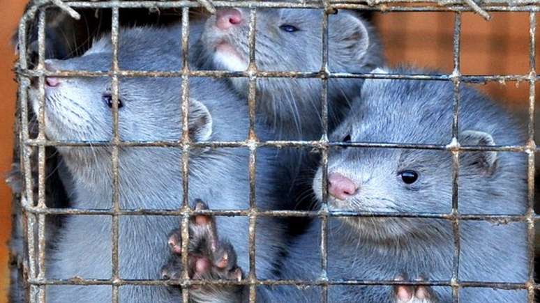 Visons são criados nas fazendas devido ao valor de seus pelos