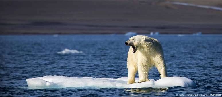 Aquecimento global afeta o Ártico duas vezes mais rápido do que o resto do planeta