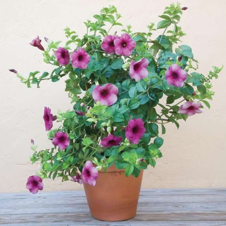 8. Alamanda flor roxa &ndash; Via: Pinterest