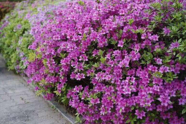 3. Jardim com azaleia, uma linda flor roxa &ndash; Via: Pinterest