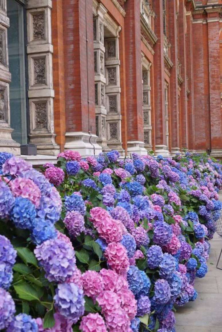 36. Flor roxa hort&ecirc;nsia no jardim de casa &ndash; Via: Consuelo blog