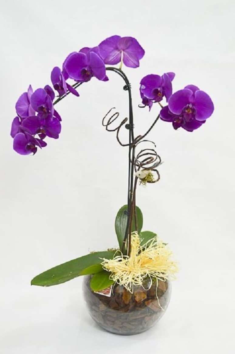 19. Orqu&iacute;dea roxa no vaso decorativo &ndash; Via: Pinterest