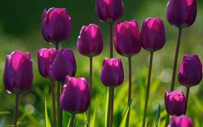21. Tulipa flor roxa &ndash; Via: Pinterest