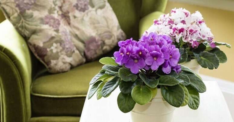 28. Violeta, flor roxa na decora&ccedil;&atilde;o &ndash; Via: Pinterest